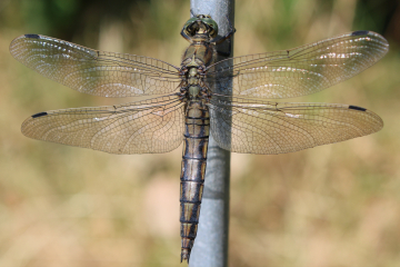 Wildlife sightings for 25th June 2022